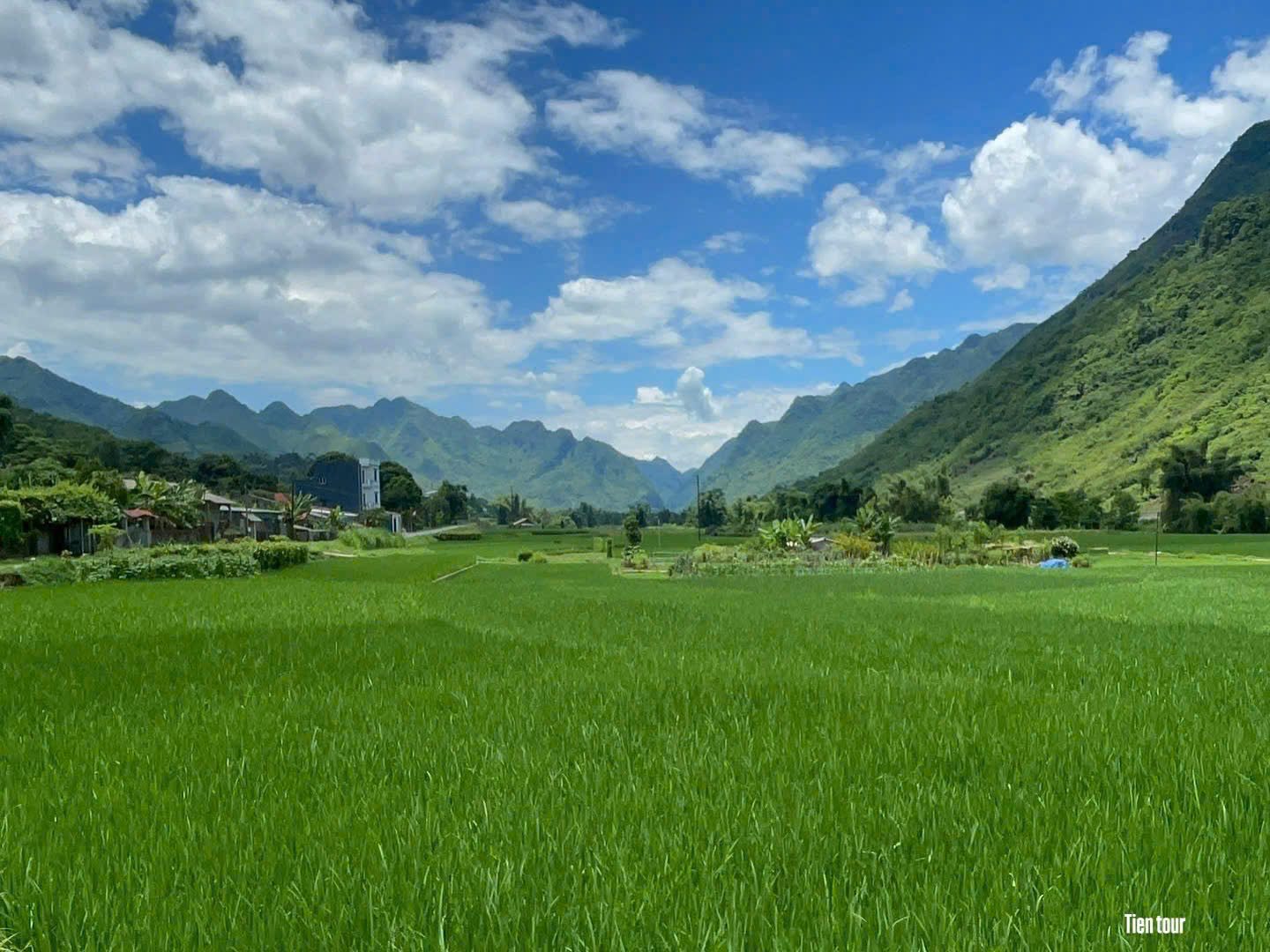 Green rice fields